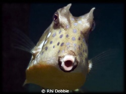 MOO - Cow Fish - You looking at me????
House reef at Gap... by Rhi Dobbie 